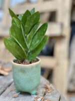 Zdjęcie Zamioculcas Supreme w kategorii rośliny, ujęcie 3