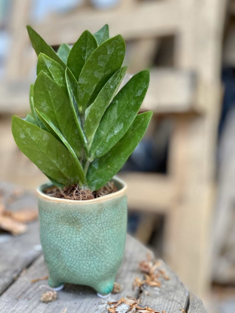 Zdjęcie Zamioculcas Supreme w kategorii rośliny, ujęcie 3
