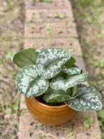Scindapsus Pictus Trebie Scindapsus Pstry zdjęcie rośliny doniczkowej