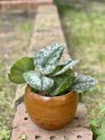 Scindapsus Pictus Trebie Scindapsus Pstry zdjęcie rośliny doniczkowej