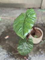 Zdjęcie Alocasia Yucatan Princess w kategorii rośliny, ujęcie 2