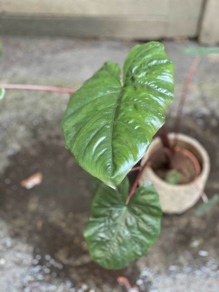 Zdjęcie Alocasia Yucatan Princess w kategorii rośliny, ujęcie 2