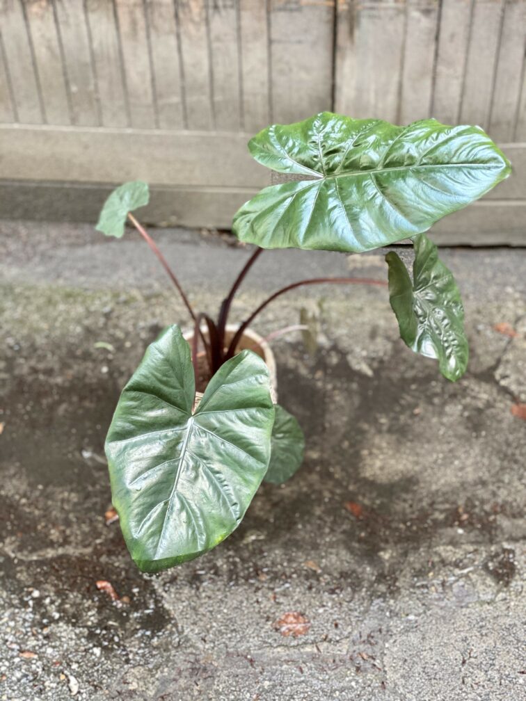 Zdjęcie Alocasia Yucatan Princess w kategorii rośliny, ujęcie 3