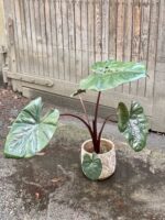 Zdjęcie Alocasia Yucatan Princess w kategorii rośliny, ujęcie 4