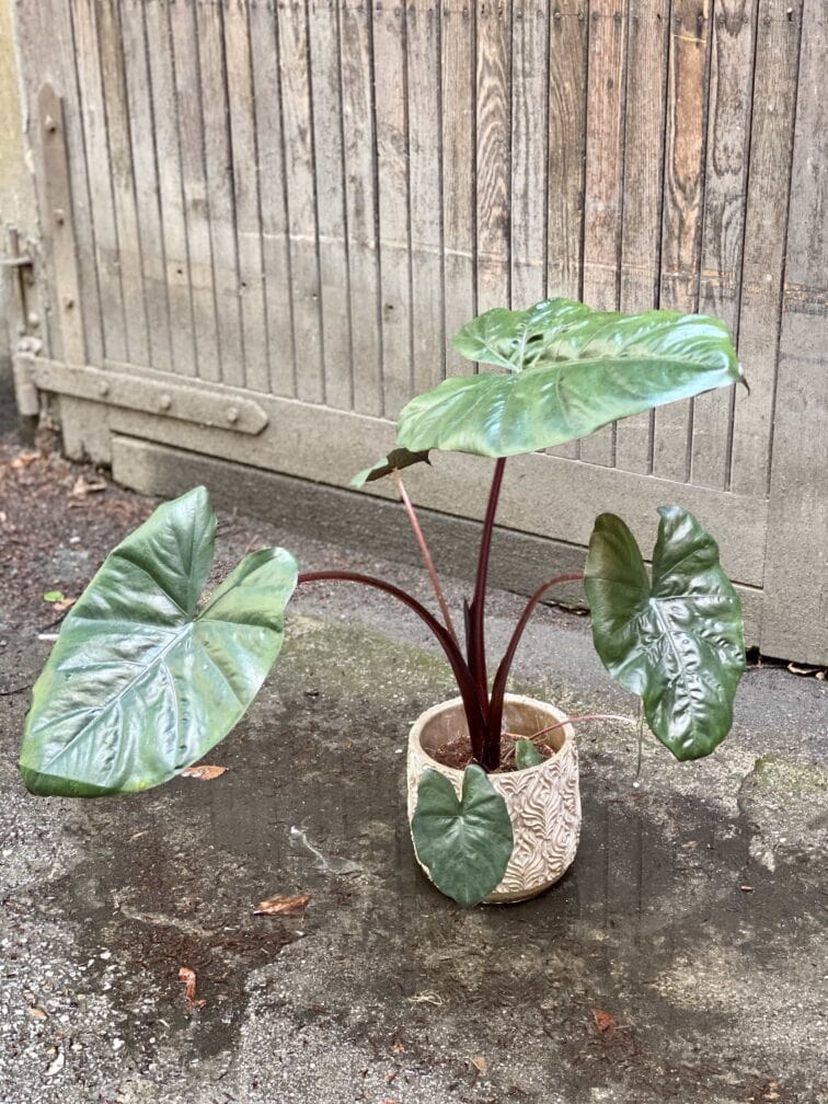 Zdjęcie Alocasia Yucatan Princess w kategorii rośliny, ujęcie 4
