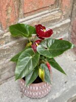 Zdjęcie Anthurium Aramon w kategorii rośliny, ujęcie 1