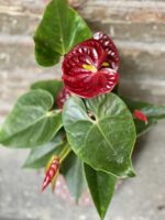 Zdjęcie Anthurium Aramon w kategorii rośliny, ujęcie 2
