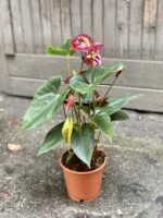 Zdjęcie Anthurium Aramon w kategorii rośliny, ujęcie 3