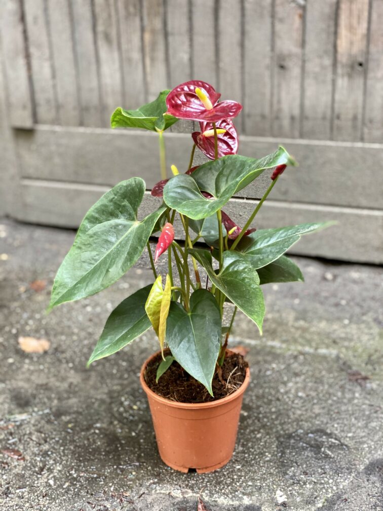 Zdjęcie Anthurium Aramon w kategorii rośliny, ujęcie 3