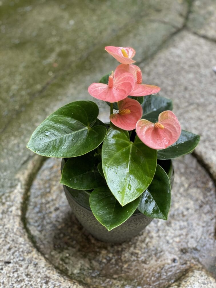 Zdjęcie Anthurium Champion Spirit w kategorii rośliny, ujęcie 1