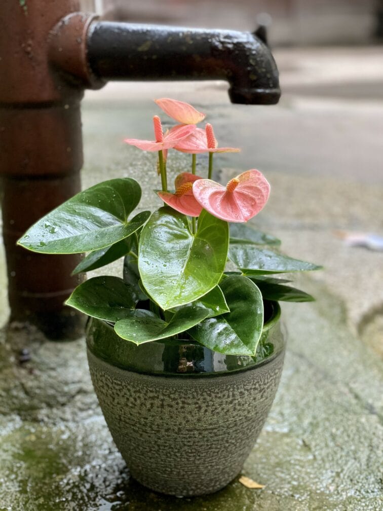 Zdjęcie Anthurium Champion Spirit w kategorii rośliny, ujęcie 2