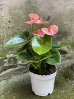 Zdjęcie Anthurium Champion Spirit w kategorii rośliny, ujęcie 3