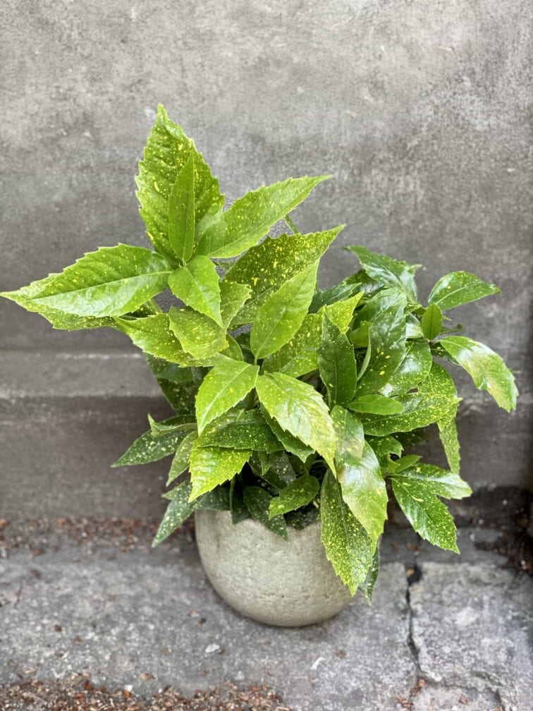 aucuba-japonica-variegata_16x40-0.jpg Zdjęcie Aucuba japonica variegata w kategorii rośliny, ujęcie 1