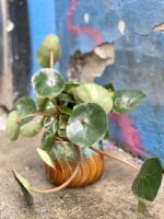 Zdjęcie Begonia concifolia w kategorii rośliny, ujęcie 2