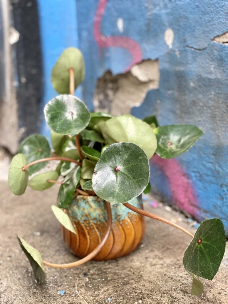 Zdjęcie Begonia concifolia w kategorii rośliny, ujęcie 2
