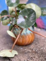 Zdjęcie Begonia concifolia w kategorii rośliny, ujęcie 3