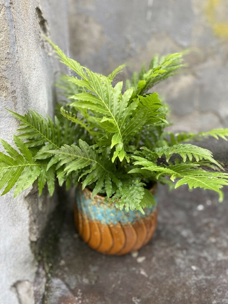 blechnum-gibbum-silver-lady_12x30-0.jpg Zdjęcie Blechnum gibbum Silver Lady w kategorii rośliny, ujęcie 1