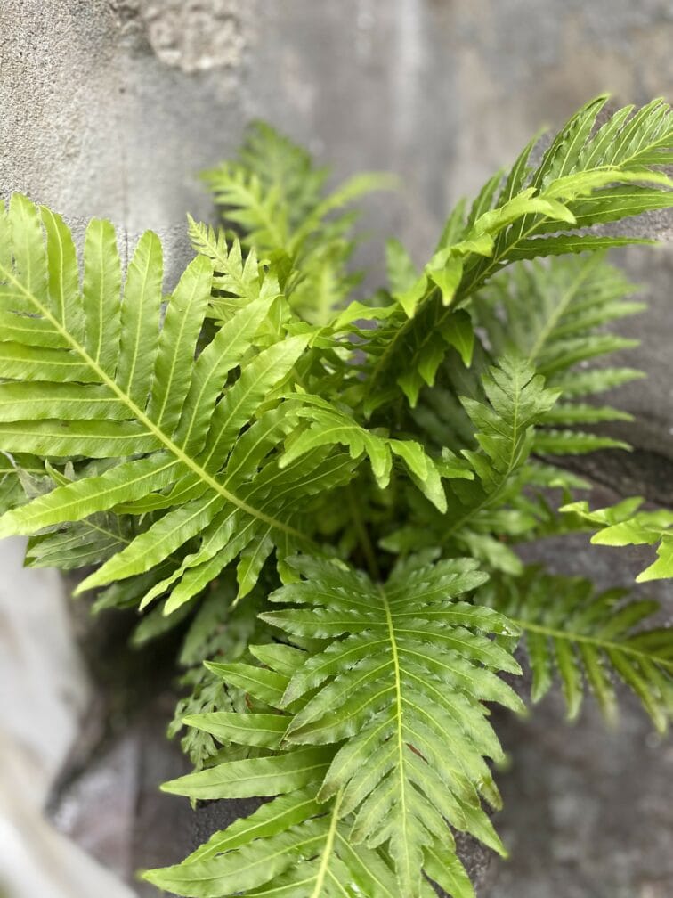 Zdjęcie Blechnum gibbum Silver Lady w kategorii rośliny, ujęcie 2
