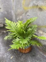 Zdjęcie Blechnum gibbum Silver Lady w kategorii rośliny, ujęcie 3