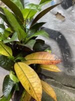 Zdjęcie Codiaeum variegatum Mrs Iceton (Kroton) w kategorii rośliny, ujęcie 3