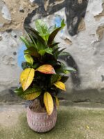 Zdjęcie Codiaeum variegatum Mrs Iceton (Kroton) w kategorii rośliny, ujęcie 4