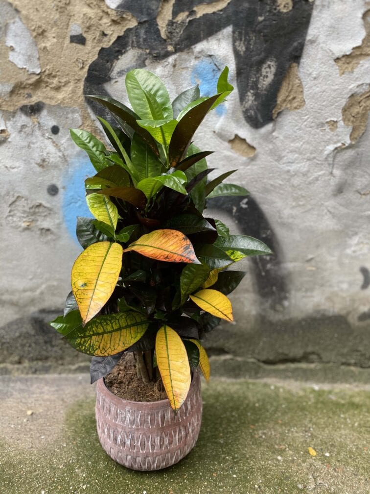 Zdjęcie Codiaeum variegatum Mrs Iceton (Kroton) w kategorii rośliny, ujęcie 4