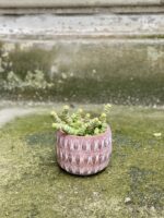 Zdjęcie Crassula Hottentot w kategorii rośliny, ujęcie 1