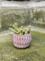 Zdjęcie Crassula Hottentot w kategorii rośliny, ujęcie 2