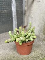 Zdjęcie Crassula Hottentot w kategorii rośliny, ujęcie 3