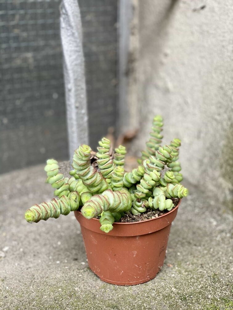 Zdjęcie Crassula Hottentot w kategorii rośliny, ujęcie 3
