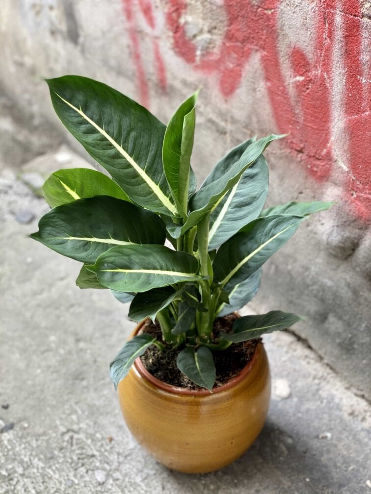 dieffenbachia-green-magic_17x65-0.jpg Zdjęcie Dieffenbachia Green Magic w kategorii rośliny, ujęcie 1