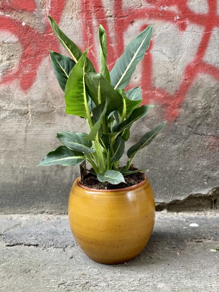 Zdjęcie Dieffenbachia Green Magic w kategorii rośliny, ujęcie 2