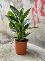 Zdjęcie Dieffenbachia Green Magic w kategorii rośliny, ujęcie 3