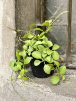 Zdjęcie Dischidia Geri w kategorii rośliny, ujęcie 2