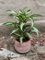 Zdjęcie Dracaena fragrans Jade Jewel (Dracena) w kategorii rośliny, ujęcie 1