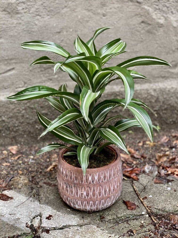 Zdjęcie Dracaena fragrans Jade Jewel (Dracena) w kategorii rośliny, ujęcie 1