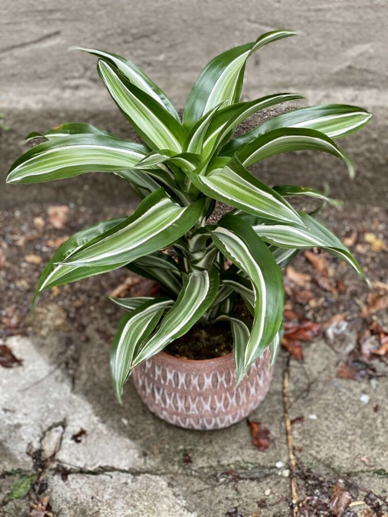 Zdjęcie Dracaena fragrans Jade Jewel (Dracena) w kategorii rośliny, ujęcie 2