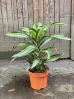 Zdjęcie Dracaena fragrans Jade Jewel (Dracena) w kategorii rośliny, ujęcie 3
