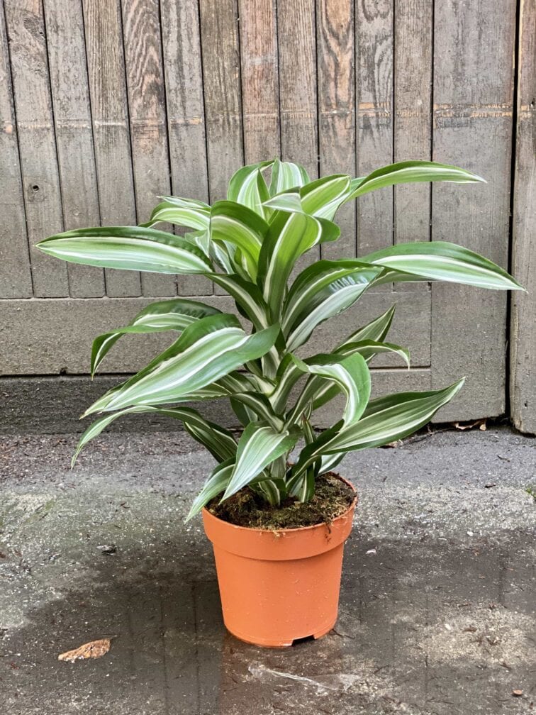 Zdjęcie Dracaena fragrans Jade Jewel (Dracena) w kategorii rośliny, ujęcie 3