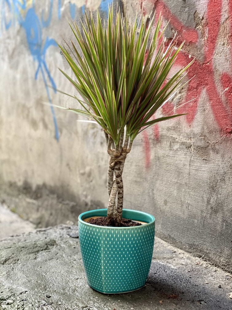 dracaena-marginata-bicolor_15x60-0.jpg Zdjęcie Dracaena marginata bicolor (Dracena) w kategorii rośliny, ujęcie 1