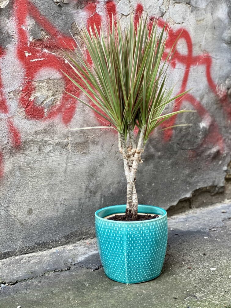 Zdjęcie Dracaena marginata bicolor (Dracena) w kategorii rośliny, ujęcie 2
