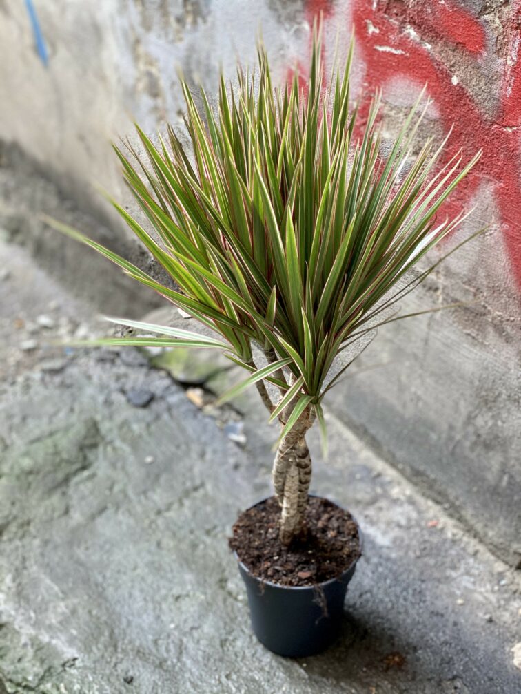 Zdjęcie Dracaena marginata bicolor (Dracena) w kategorii rośliny, ujęcie 3