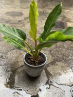 Zdjęcie Philodendron Fatboy yellow w kategorii rośliny, ujęcie 1