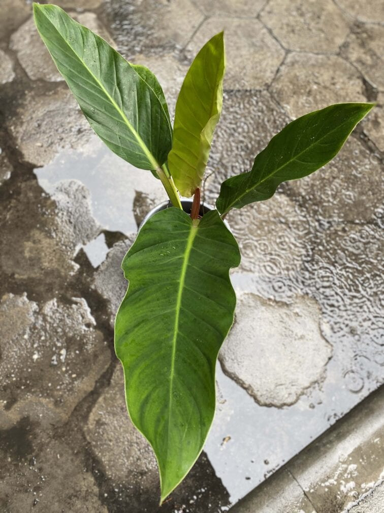 Zdjęcie Philodendron Fatboy yellow w kategorii rośliny, ujęcie 2
