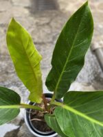 Zdjęcie Philodendron Fatboy yellow w kategorii rośliny, ujęcie 3