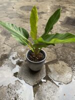 Zdjęcie Philodendron Fatboy yellow w kategorii rośliny, ujęcie 4