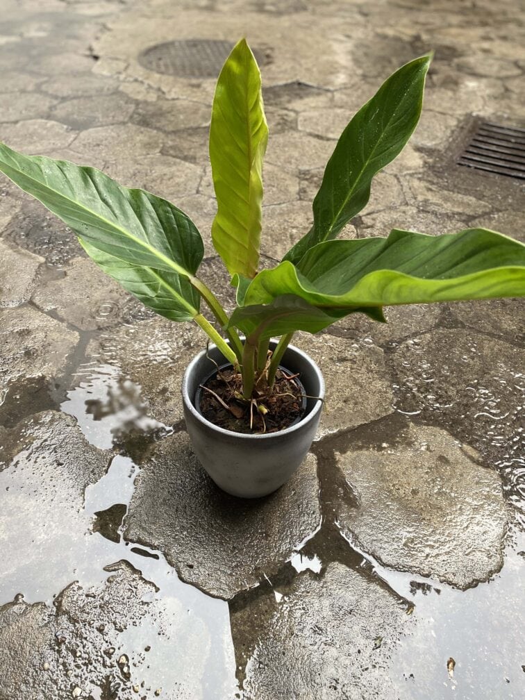 Zdjęcie Philodendron Fatboy yellow w kategorii rośliny, ujęcie 4