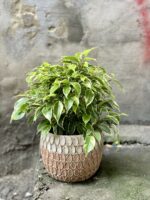 Zdjęcie Ficus benjamina Kinky w kategorii rośliny, ujęcie 1