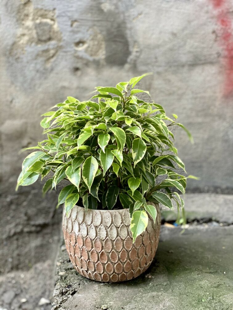 ficus-benjamina-kinky_12x30-0.jpg Zdjęcie Ficus benjamina Kinky w kategorii rośliny, ujęcie 1