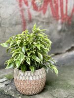Zdjęcie Ficus benjamina Kinky w kategorii rośliny, ujęcie 2